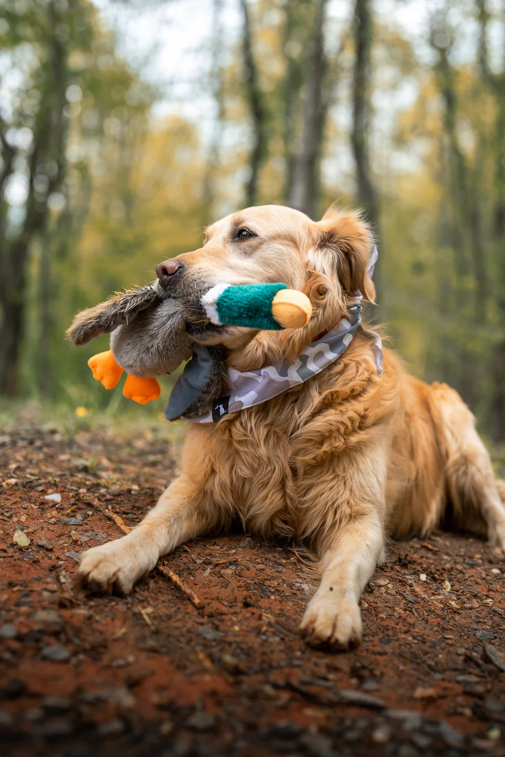 Duck Dog Toy